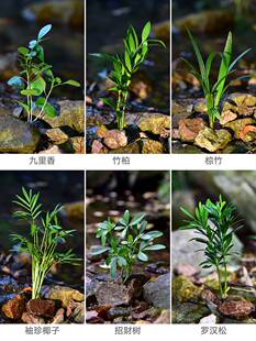 罗汉松袖珍椰树小苗盆景盆栽假山造景净化空气客厅庭院阳台绿植物