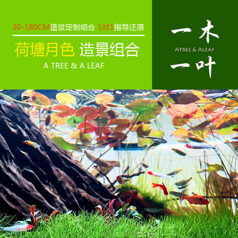 荷塘月色造景 草缸 水草造景 鱼缸造景 鱼缸装饰 一木一叶造景