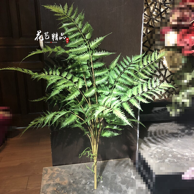 蕨类植物地被波斯草羊齿蕨肾蕨排草波斯顿草狼牙蕨锯齿芒黑骨芒草