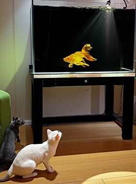 嘉赤60缸2026新款背过滤客厅桌面溪流生态观赏龙金鱼超白玻璃鱼缸