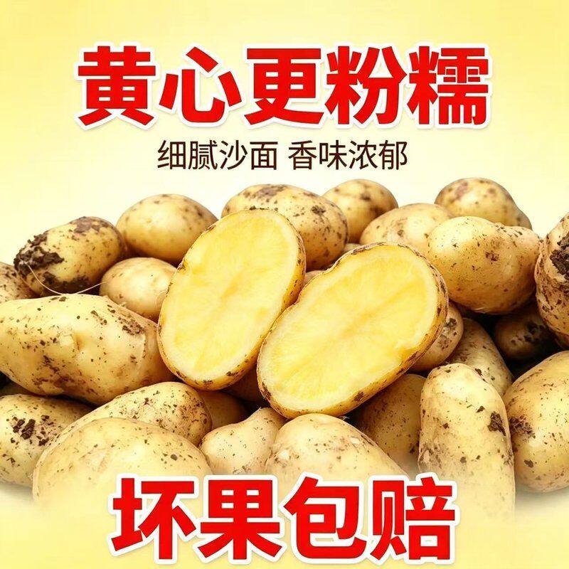 贵州威宁正宗黄皮黄心土豆新鲜当季蔬菜粉糯洋芋马铃薯