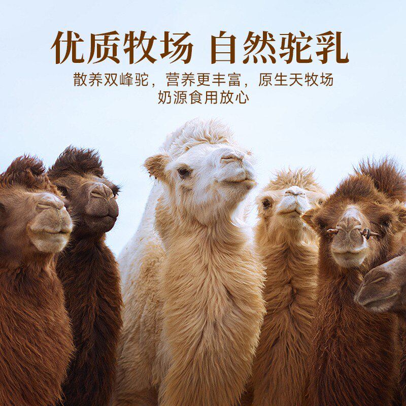 驼乳营养粉500克/桶 【拍一发二】适合中老年营养丰富