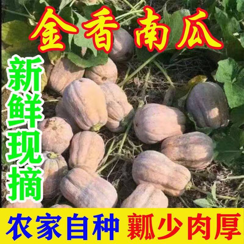 农家自种老品种金香南瓜贵妃南瓜现摘现发粉面南瓜宝宝辅食老南瓜