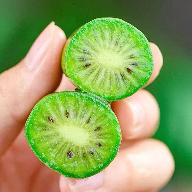 《京东包邮》丹东特产软枣小猕猴桃软糯水果奇异莓新鲜放软后食用
