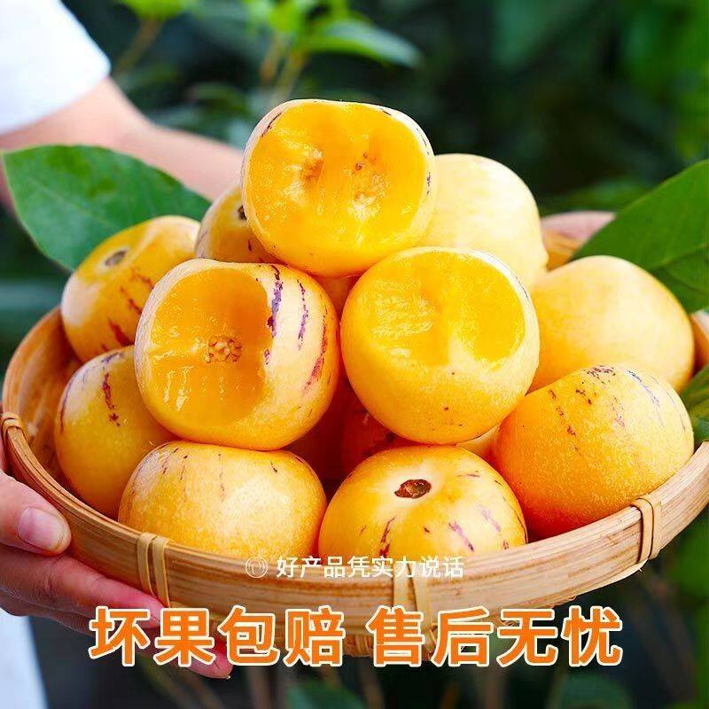 云南石林人参果树上熟人参果黄肉圆果5斤新鲜爆汁