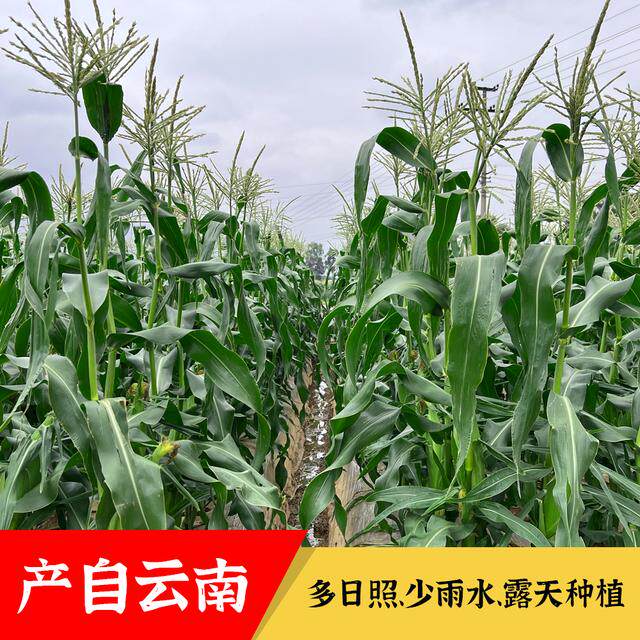 【甜脆】云南金银水果甜玉米新鲜可生吃包谷苞谷3/5/9斤露天种植