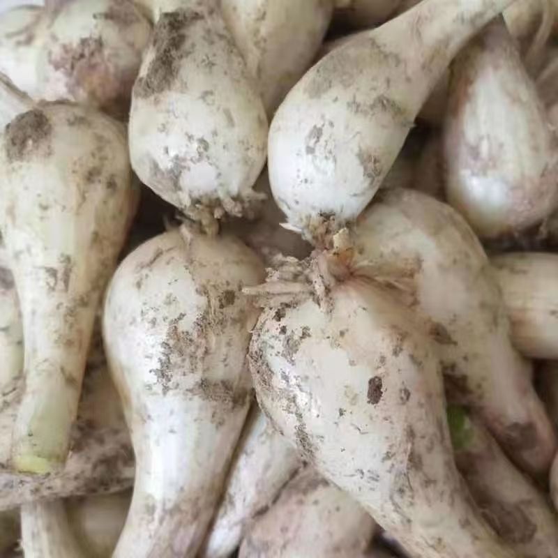 重庆当季新鲜现挖葱藠头荞头去叶去须可炒肉做泡菜美味可口蔬菜