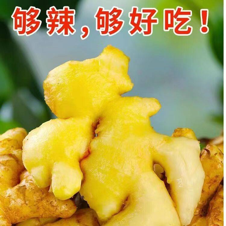 【云南小黄姜】新鲜现挖姜味浓郁辛辣味足农家山地种植生姜产地直