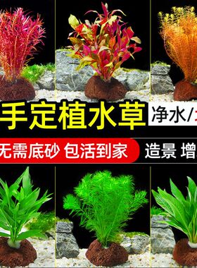 蜈蚣草火山石水草水榕鱼缸装饰造景观摆件躲避屋底砂海草真草植物