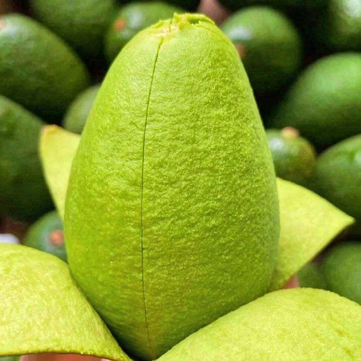 【坏果包赔】秘鲁哈斯牛油果6个装特大果130-160克赠芥末酱油KL