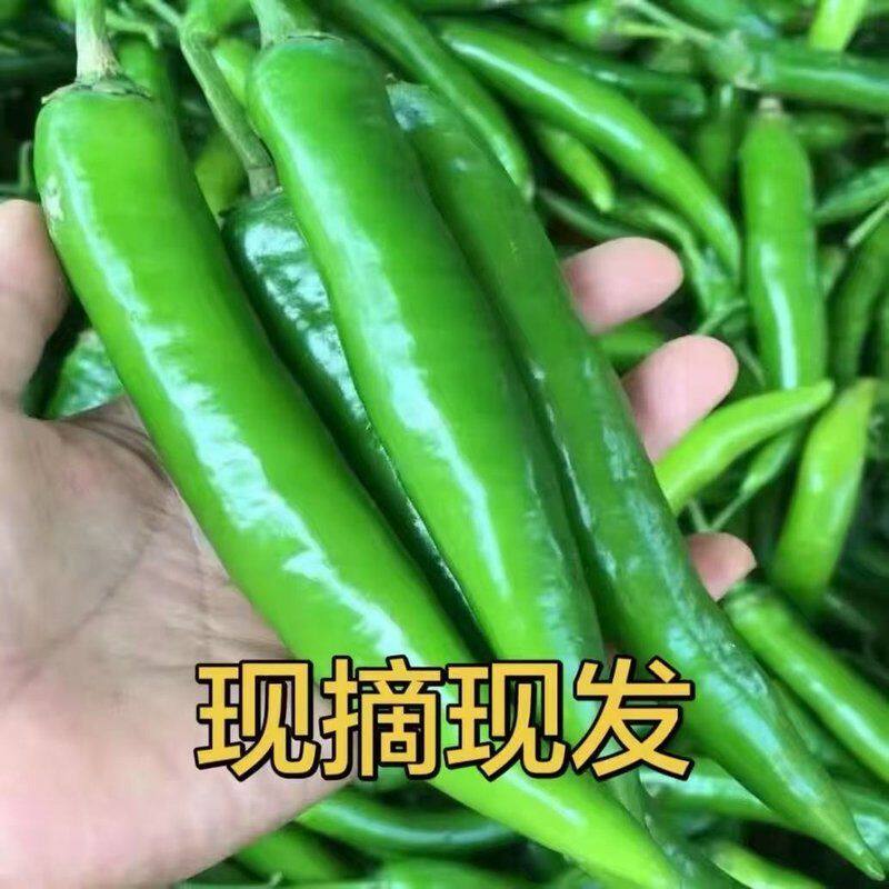 河南露天老品种新鲜薄皮杭椒微辣适中不刺激 农家自种青线辣椒