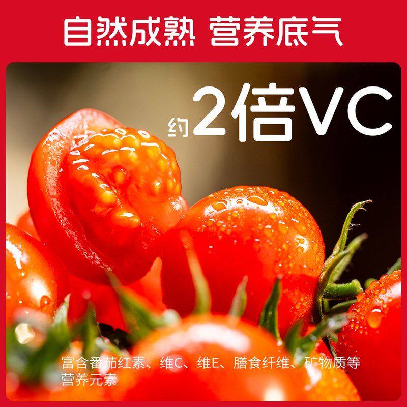 薛然专属串收樱桃小番茄礼盒装 自然成熟 酸甜多汁 一口爆浆