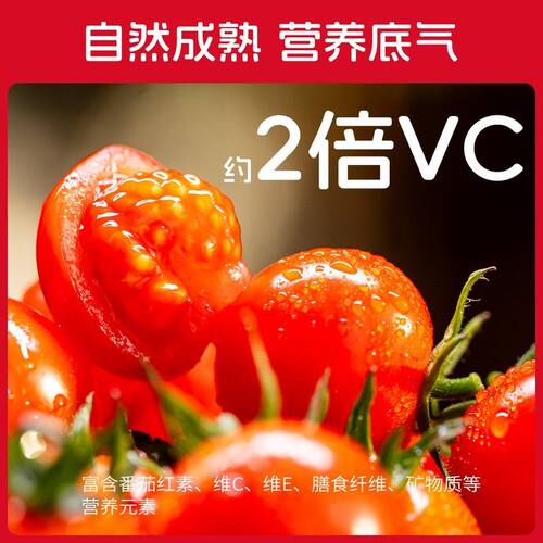 薛然专属串收樱桃小番茄礼盒装  自然成熟 酸甜多汁 一口爆浆
