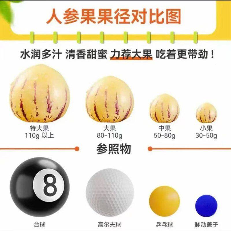 【树熟】云南石林人参果应季头茬圆果黄肉新鲜水果不爆汁包赔