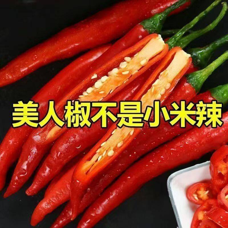 【中辣】土辣椒新鲜辣椒现摘大果特辣红辣椒美人椒尖椒做剁椒辣椒