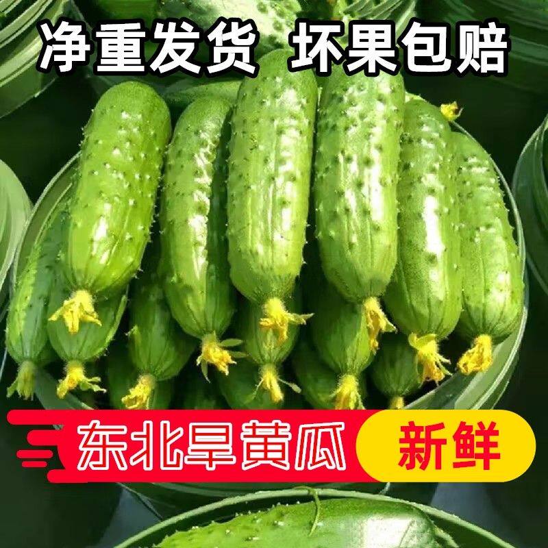 东北旱黄瓜新鲜水果小黄瓜生吃小青瓜带刺黄瓜脆嫩小黄瓜凉拌黄瓜