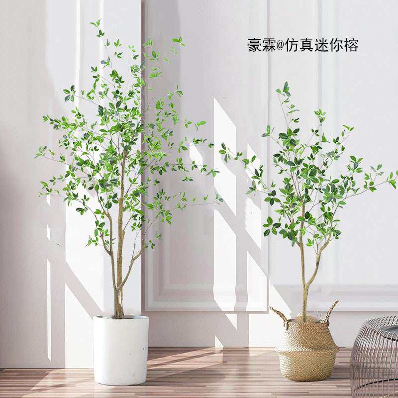 仿真榕树塑胶杆迷你榕树盆栽 马醉木仿真树室内装饰盆景假绿植