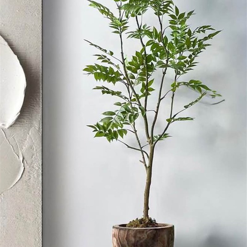 侘寂风绿植落地花器整挖实木桶民宿茶室造景植物装饰品摆件大花瓶