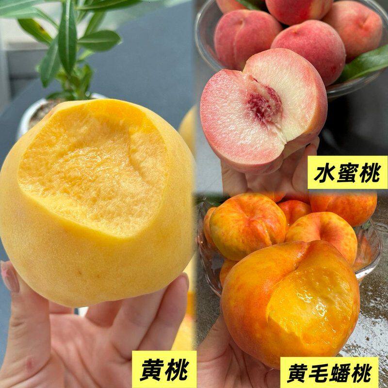【顺丰】山东蒙阴应季桃子四拼新鲜现摘