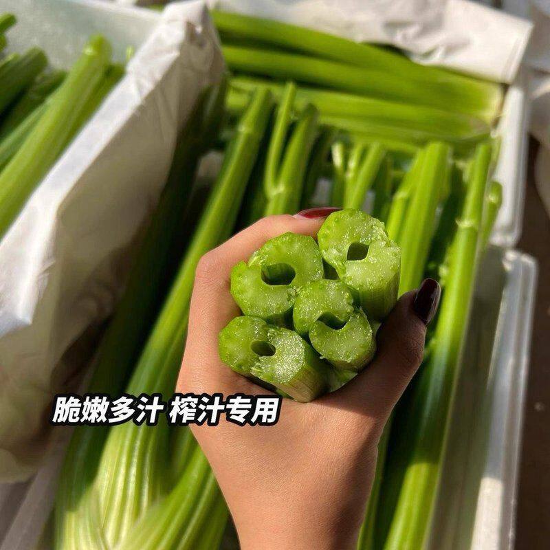 【】山东寿光现摘现发西芹蔬菜榨汁专用榨汁西芹京东包邮