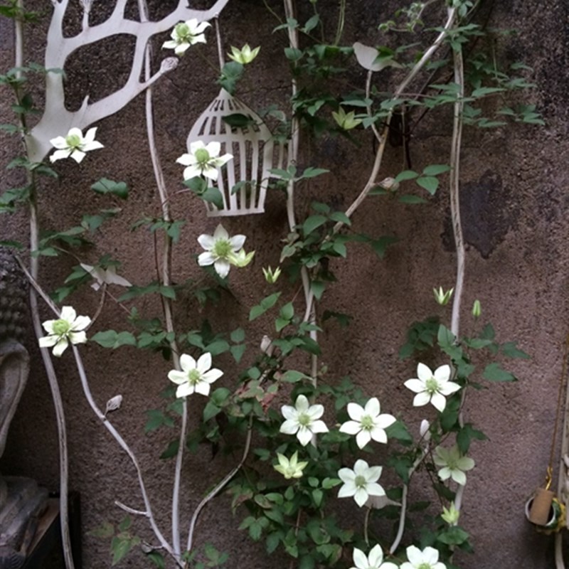 爱上花园花园杂货 铁艺花架 铁线莲藤架 屏风 栅栏