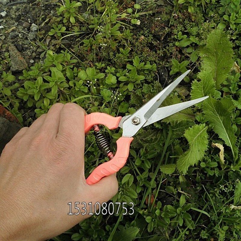 高档花剪修枝剪树枝剪刀园艺剪刀粗枝剪园林剪果树剪摘水果剪刀