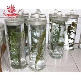 蒲公英腊叶标本中草药标本馆展示展览玻璃瓶装浸制生药药材标本