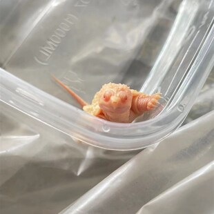 白化佛鳄龟黄化佛鳄m魔眼佛鳄中美拟鳄龟观赏龟宠物龟鱼缸深水观