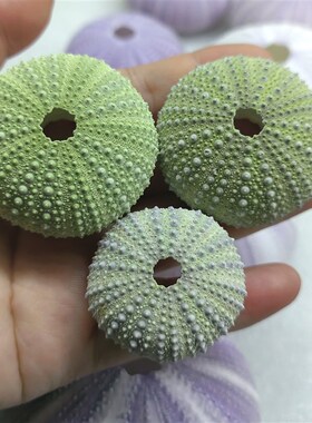 栗沙石海胆壳收藏摆件鱼缸造景装饰品家居饰品