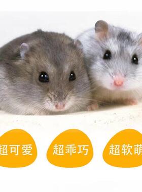 送女友家养宠物宝宝小仓鼠活体布丁银狐三线紫仓活物宿舍公仔包邮