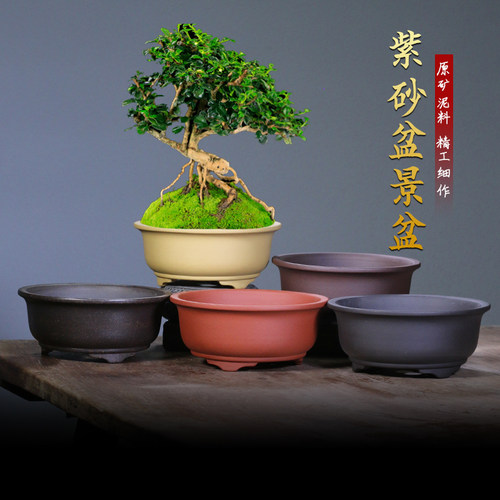 小碗花盆紫砂陶瓷多肉菖蒲文竹松柏盆景栽老桩绿植造景中号口径矮