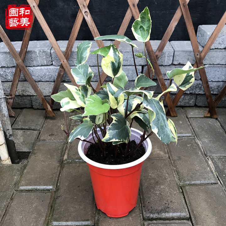 欧洲大花叶常春藤 多年生常绿观叶绿植 直立常金边春藤 2盆包邮
