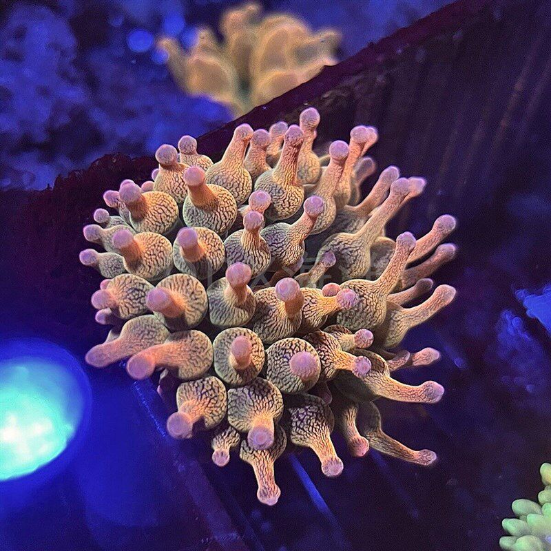 海水鱼缸荧光红r奶嘴海葵小丑鱼人工好养