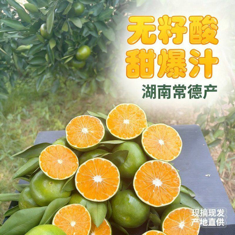 雪儿姐姐新鲜石门柑橘橘子酸甜爆汁无籽薄皮应季水果坏果包赔特早