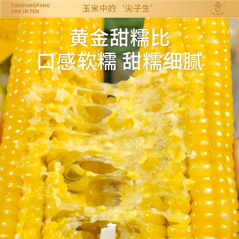 【甜胖胖】真好吃内蒙古甜糯玉米甜糯口感工厂直发