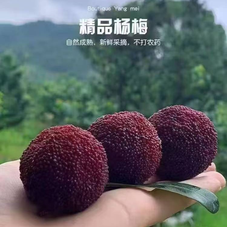 【楠哥优选】正宗仙居东魁杨梅新鲜采摘冷链配送