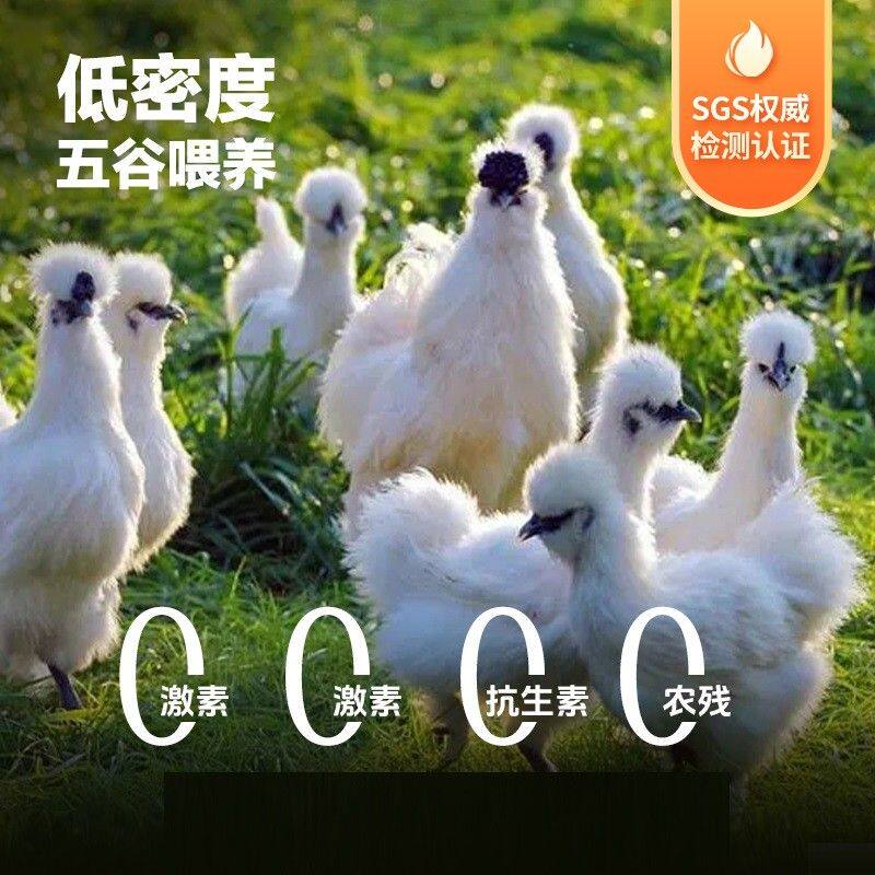 【买2赠1】【白凤乌鸡】散养白凤乌鸡单只净重500-900克