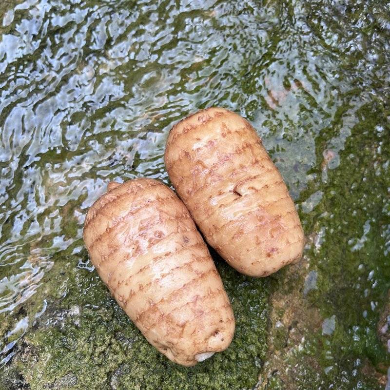 高山天麻2026新鲜现挖天麻神农架林下种植食材熬汤煲汤
