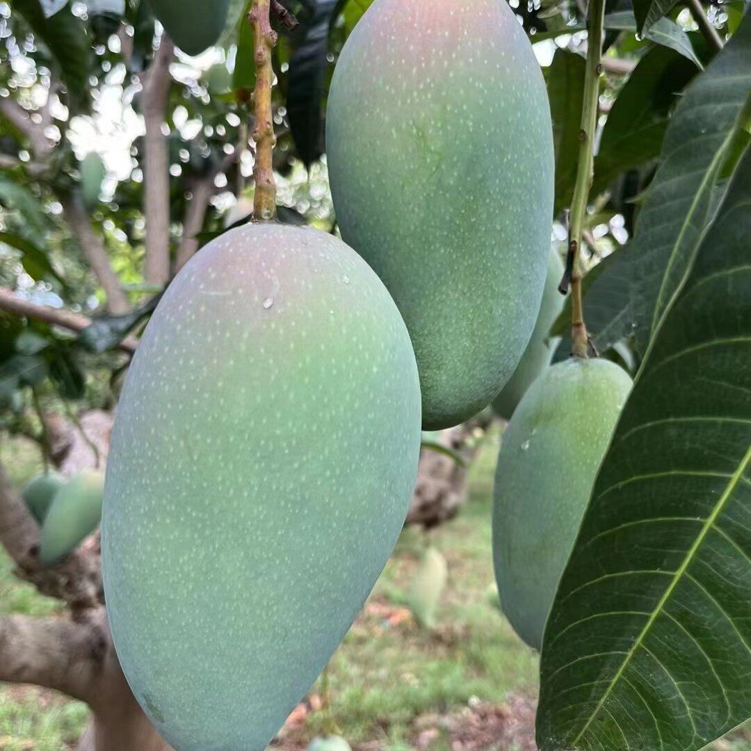 广西百色精选金煌芒新鲜香甜多汁肉嫩产地直发