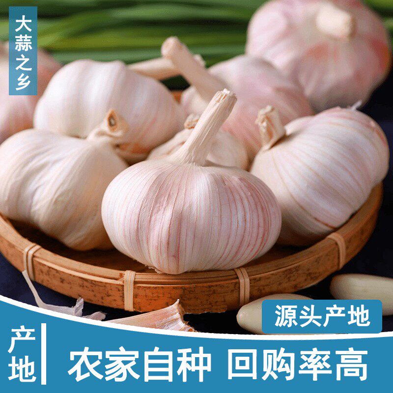 【大果宠粉降价】山东金乡紫皮5斤大蒜头新鲜紫白皮蒜大蒜3斤