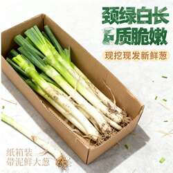 【5斤特价抢】铁杆大葱适合生吃美味脆嫩多汁山东潍坊安丘现发产