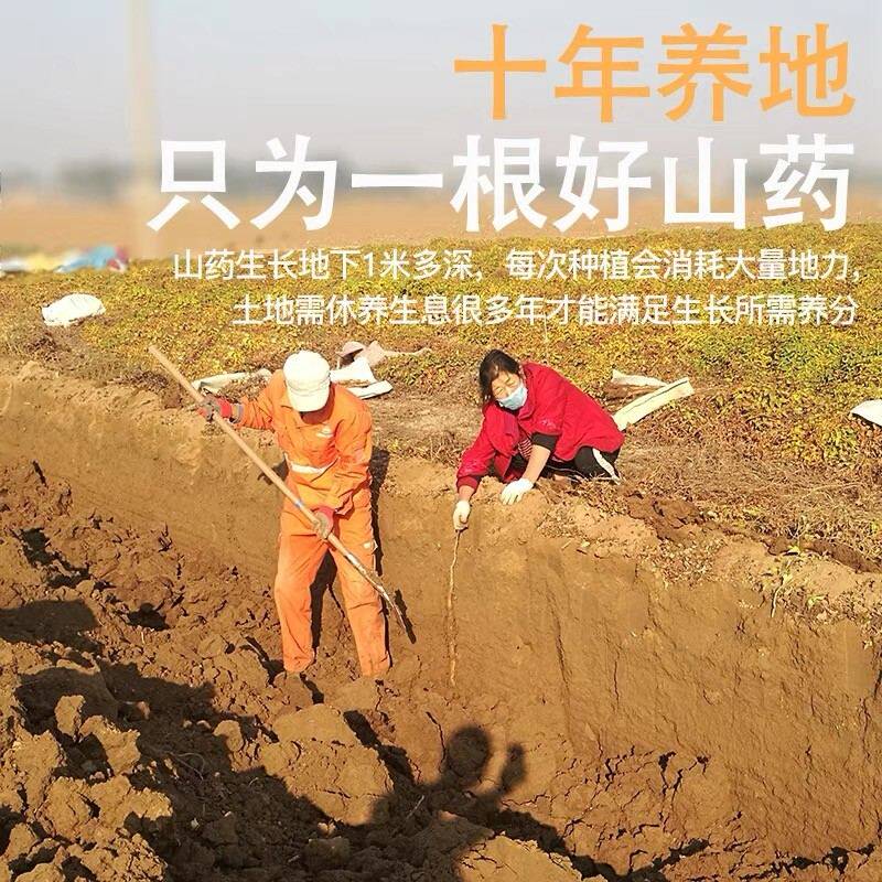 自家种植正宗垆土铁棍山药温县铁棍怀淮山药营养好性价比高怀山药