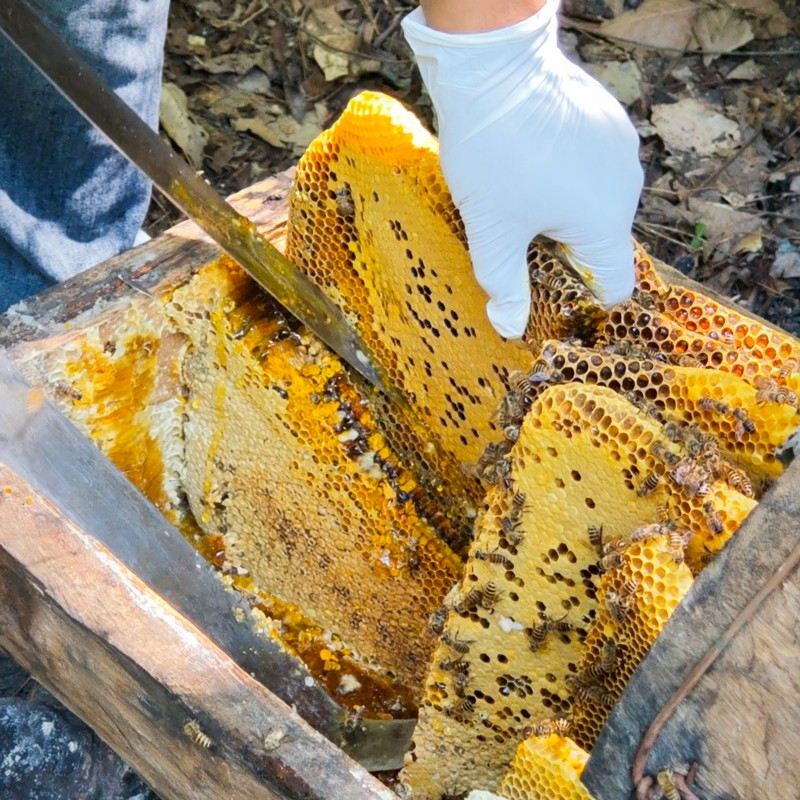 汉水山花蜂蜜500g秦岭深山一年一取蜂蜜
