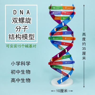 高中DNA双螺旋结构模型分子结构模型60cm大号带底座碱基对遗传基