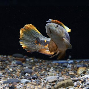 橙腹牙鱼 七彩牙鱼 南美奥黑牙鱼 枯J木牙鱼 加拉辛肉食性猛鱼