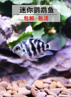 迷你鹦鹉鱼活体观赏鱼蓝金刚活体鱼宝蓝鹦鹉白化鹦鹉 免包装包邮