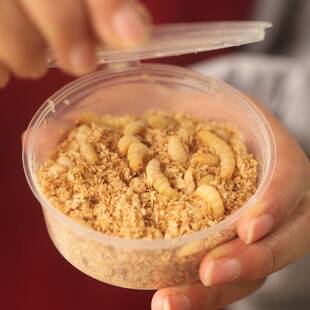 玉米虫大蜡螟葡萄蜜幼棉虫活体守宫鸟食鱼粮爬宠蜥蜴仓鼠饲料包邮