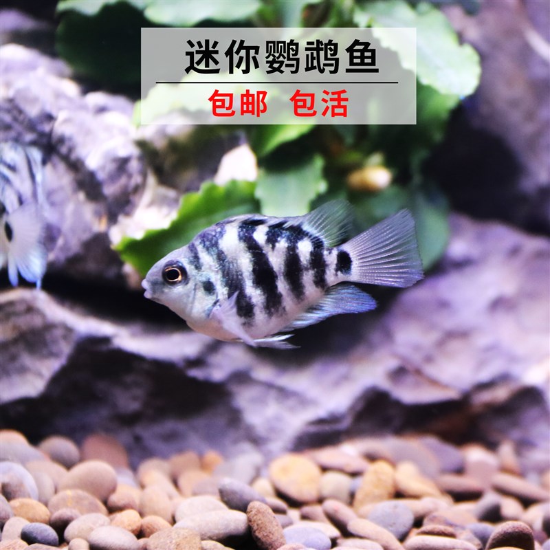 迷你鹦鹉鱼活体观赏鱼蓝金刚活体鱼宝蓝鹦鹉白化鹦鹉 免包装包邮图片