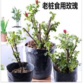 29.8元 2盆入老桩玫瑰花苗 可食用玫瑰花苗平阴一号玫瑰盆栽开花多