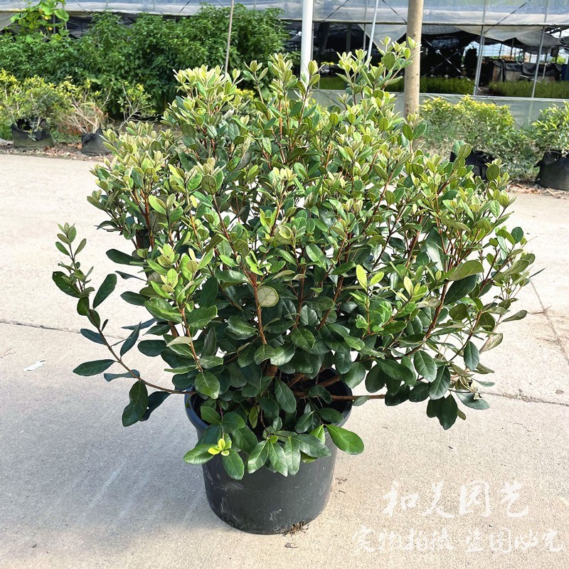 菲油果盆栽大苗 多年生进口常绿灌木 庭院斐济果盆栽